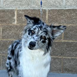 Bari - Australian Shepherd