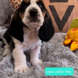 Basset Hound Puppies from Baggy Butt Bassets
