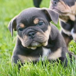 Thelma - Blue tri-color female Bulldog puppy in Zionsville, Indiana from Midwest Bulldogs