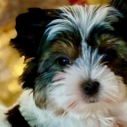 Biewer Terriers, Morkies, and Yorkshire Terriers from Blue Ridge Mountain PuppiesTM️