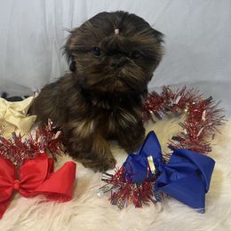 Dawnstar(purple) - Black gold and white female Shih Tzu puppy in Tenino, Washington from Fantasy Realm Shih Tzus