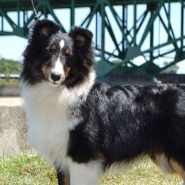 Tango  - Shetland Sheepdog