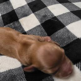Noah - Red male Dachshund puppy in Port Charlotte, Florida from Belinda's little darlings dachshunds