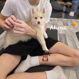 Akuma - Red and white male Pomsky puppy in Blaine, Minnesota from Yuna's Pomsky