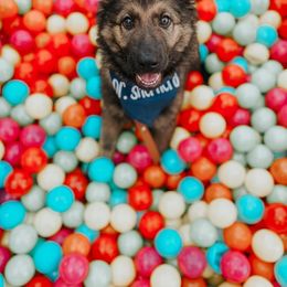 German Shepherd Puppies from LaMarca's Kennels