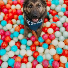 German Shepherd Puppies from LaMarca's Kennels