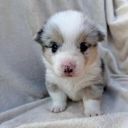 Blue Merle Male - Blue merle and white male American Corgi puppy in Okeechobee, Florida from Gold Coast Corgis
