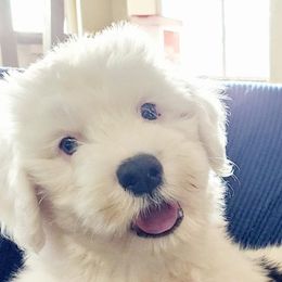 Charlie - Grizzle and white Old English Sheepdog puppy in Cherry Valley, California from Wild-n-Woolly Old English Sheepdogs