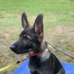 German Shepherd Puppies from Paws Of Germany