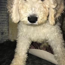 Goldendoodle Puppies from Zeusthemoosedoodles