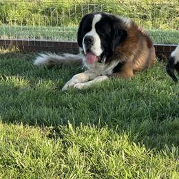Copper - Saint Bernard