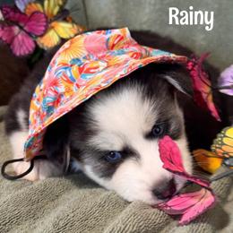 Rainy - Black and white female Pomsky puppy in Venus, Pennsylvania from Hemlock Pines Pomsky
