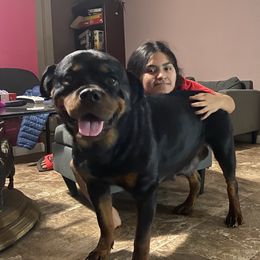 Euki - Rottweiler