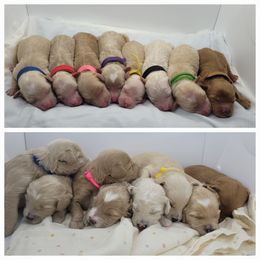 Double Doodle puppies from Snug-a-Doodles