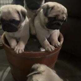 Pug Puppies from Pickwick Pugs