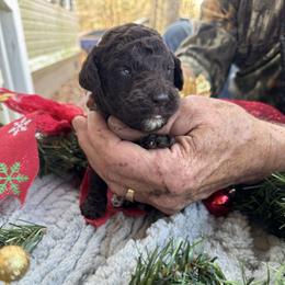 Christy belle - Chocolate female Goldendoodle puppy in Cross, South Carolina from DoodleDandy & Danes