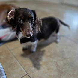 Piper - Dachshund
