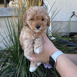 Bubba - Apricot male Cavapoo puppy in Goshen, Utah from Perfect Pawzabilities
