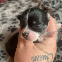 Chihuahua Puppies from Guardian’s of the Chihuahuas