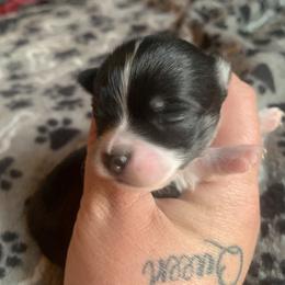 Chihuahua Puppies from Guardian’s of the Chihuahuas