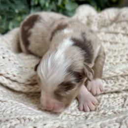 Pearl - Red merle female Australian Shepherd puppy in Oxford, Florida from SoCo Aussies