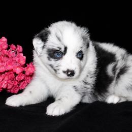 Stella - Blue merle female Australian Shepherd puppy in Colorado Springs, Colorado from Storm and Sage Australian Shepherds