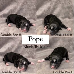 Pembroke Welsh Corgi and Toy Australian Shepherd Puppies from Double Bar H Corgis & Aussies