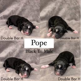 Pembroke Welsh Corgi and Toy Australian Shepherd Puppies from Double Bar H Corgis & Aussies