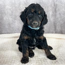 Poodle Puppies from Yellow Dog Farm