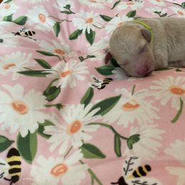 Pistachio - Apricot female Poodle puppy in Wilmington, Delaware from Imperial Poodles LLC