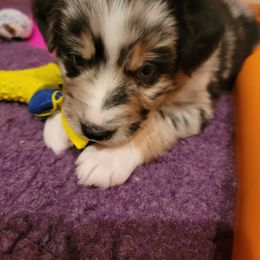 Australian Shepherd Puppies from Summit Australian Shepherds