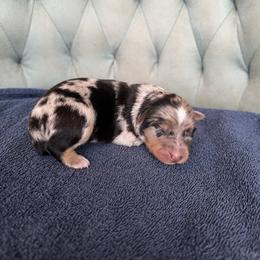 Girl 2 - Blue merle female Australian Shepherd puppy in Bison, South Dakota from South Dakota Creekside Australian Shepherds