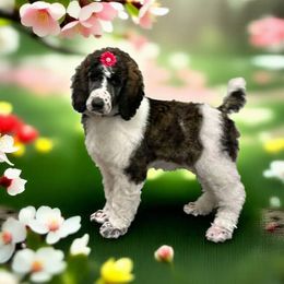 (Parents are service dogs) Brindle female - Parti Poodle puppy in Maryland from Hernwood Heelers & Poodles