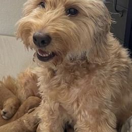 Goldendoodles from Kapolei Doodles