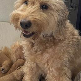 Goldendoodles from Kapolei Doodles