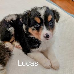 Aussiedoodle, Australian Shepherd, and Golden Retriever Puppies from Hope & Joy Acres