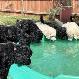 Poodle Puppies from Tyler Family Poodles