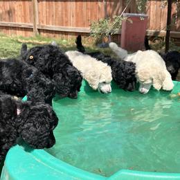 Poodle Puppies from Tyler Family Poodles