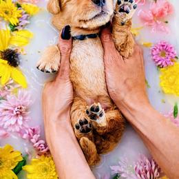 Puppy 3 - Golden male Golden Retriever puppy in San Tan Valley, Arizona from Top Gun Golden Retrievers
