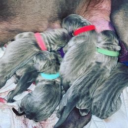 Weimaraner Puppies from Always Faithful Weimaraners