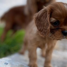 Bluey - Ruby Cavalier King Charles Spaniel puppy in Tremonton, Utah from Sage Hill Cavaliers
