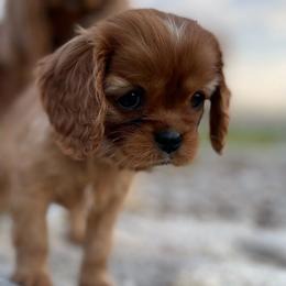 Bluey - Ruby Cavalier King Charles Spaniel puppy in Tremonton, Utah from Sage Hill Cavaliers