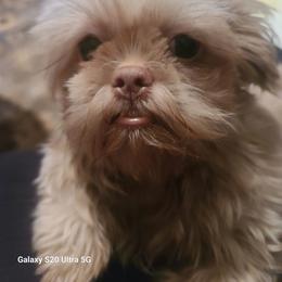 Darla - Shih Tzu