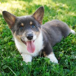 Hershey - Blue male Pembroke Welsh Corgi puppy in Bedford, Indiana from Sunny Acres Corgis