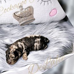 Cockapoo Puppies from Royal Cockapoo Playhouse