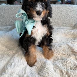 Aqua - Tri-color male Bernedoodle puppy in Curtice, Ohio from The Pink Doghouse