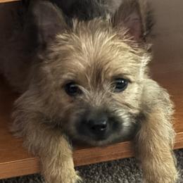 Cairn Terrier Puppies from Pine-Oaks Cairn Terriers, LLC