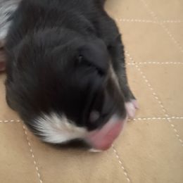 Girl 5 - Black tri female Miniature Australian Shepherd puppy in Ronan, Montana from Dirt Road Aussie’s of Montana