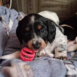 Buttercup - Piebald male Dachshund puppy in Pekin, Illinois from Paula's Dachsunds