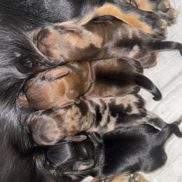 Dachshund Puppies from Cajun Coast Dachshunds